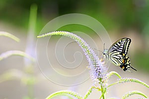 Swallowtail butterfly and flower