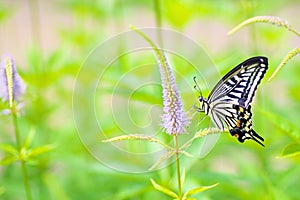 Swallowtail butterfly and flower