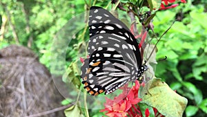 Swallowtail butterfly On flower, Video footage.