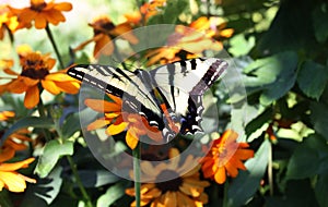 Swallowtail Butterfly on Garden Flowers