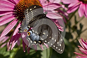 Swallowtail butterfly high angle on Echinacea flower