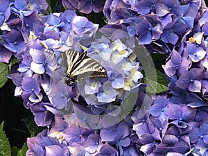 Swallowtail Butterfly on Hydrangea Flower