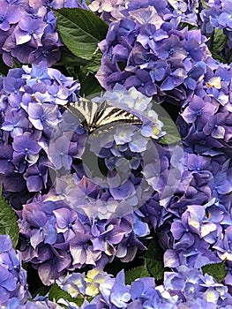 Swallowtail Butterfly on Hydrangea Flowers