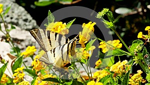 Swallowtail butterfly (Iphiclides podalirius) drinks nectar and pollinates blooming yellow flowers.