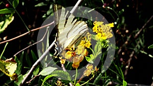 Swallowtail butterfly (Iphiclides podalirius) drinks nectar and pollinates blooming yellow flowers