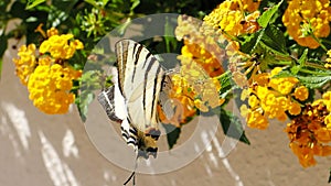 Swallowtail butterfly (Iphiclides podalirius) drinks nectar and pollinates blooming yellow hedge flowers.