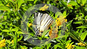 Swallowtail butterfly (Iphiclides podalirius) drinks nectar and pollinates blooming yellow hedge flowers.