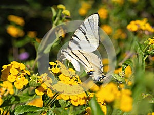 Swallowtail butterfly (Iphiclides podalirius) drinks nectar and pollinates blooming yellow hedge flowers.