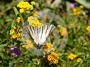 Swallowtail butterfly (Iphiclides podalirius) drinks nectar and pollinates blooming yellow hedge flowers.