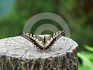 A swallowtail butterfly, Japan.