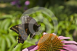 Swallowtail butterfly lands on Echinacea flower