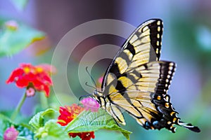 Swallowtail butterfly on lantana flowers