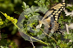 Swallowtail butterfly laying eggs on bush