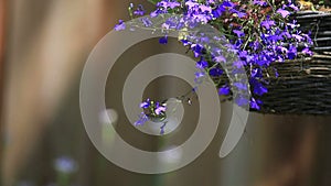 Swallowtail butterfly with lobelia flowers