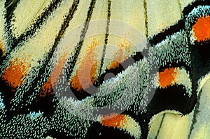 Swallowtail butterfly in macro.