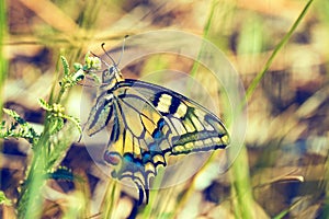Swallowtail butterfly. Macro photo of a black and yellow insect in the wild. Butterfly wing close-up