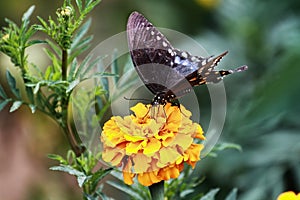 Swallowtail Butterfly on Marigold