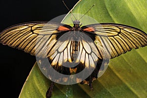 Swallowtail butterfly in The National Garden