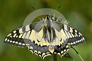 Swallowtail Butterfly Papilio machaon