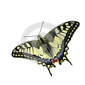 Swallowtail butterfly (Papilio machaon) photo