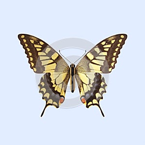 Swallowtail Butterfly - Papilio Machaon