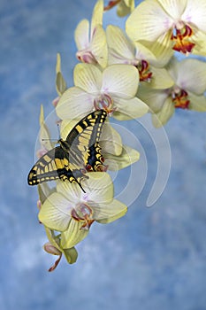Swallowtail butterfly (papilio machaon) on a flower orchid