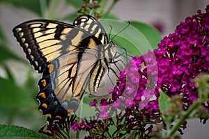 Swallowtail butterfly, Papilio machaon  in profile eating.CR2