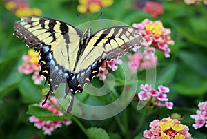 Swallowtail Butterfly Papilionidae on pretty Lantana Flower