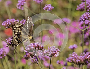 Swallowtail Butterfly On Pink Flower