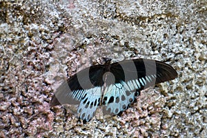 Swallowtail butterfly Polymnestor in January. India. the state of Kerala photo