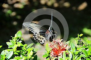 Swallowtail butterfly Polymnestor on West indian Jasmine