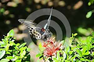 Swallowtail butterfly Polymnestor on West indian Jasmine