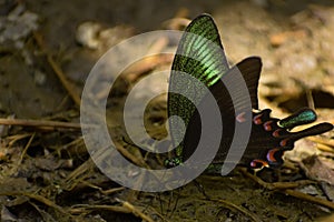 Swallowtail butterfly puddling on a ground