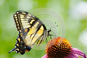 Swallowtail butterfly on purple cone flower