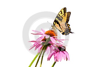 Swallowtail butterfly on purple cone flower isolated