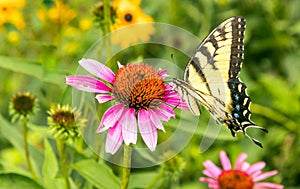 Swallowtail butterfly and Purple Coneflowers in native perennial garden