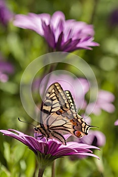 Swallowtail butterfly in a purple daisy field photo