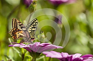 Swallowtail butterfly in a purple daisy field photo