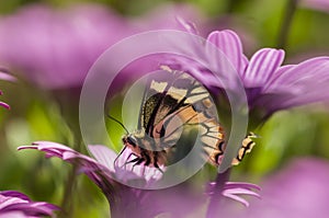 Swallowtail butterfly in a purple daisy field photo