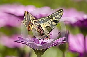 Swallowtail butterfly in a purple daisy field photo