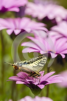 Swallowtail butterfly in a purple daisy field photo