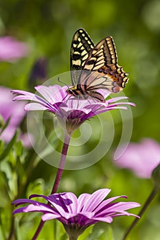 Swallowtail butterfly in a purple daisy field photo