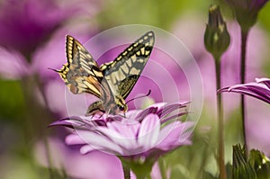 Swallowtail butterfly in a purple daisy field photo