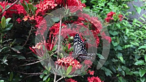 Swallowtail butterfly On Red flower, Slow motion, Video footage