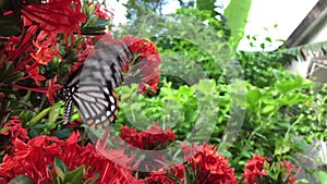Swallowtail butterfly On Red flower, Slow motion, Video footage