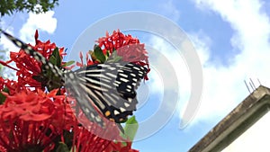 Swallowtail butterfly On Red flower, Slow motion, Video footage