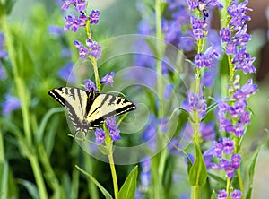 Swallowtail butterfly on Rocky Mountain Penstemon flowers