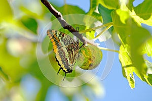 Swallowtail butterfly settled on a fig, Spain