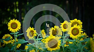 Swallowtail butterfly soars over field of blooming sunflowers