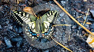 Swallowtail butterfly in spring